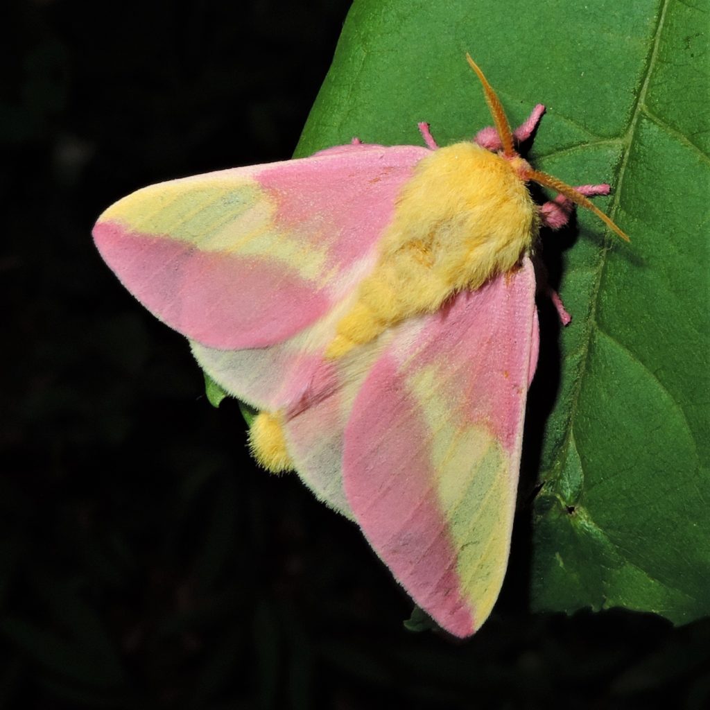 Real Rosy Maple Moth with pink and yellow wings, used as design inspiration