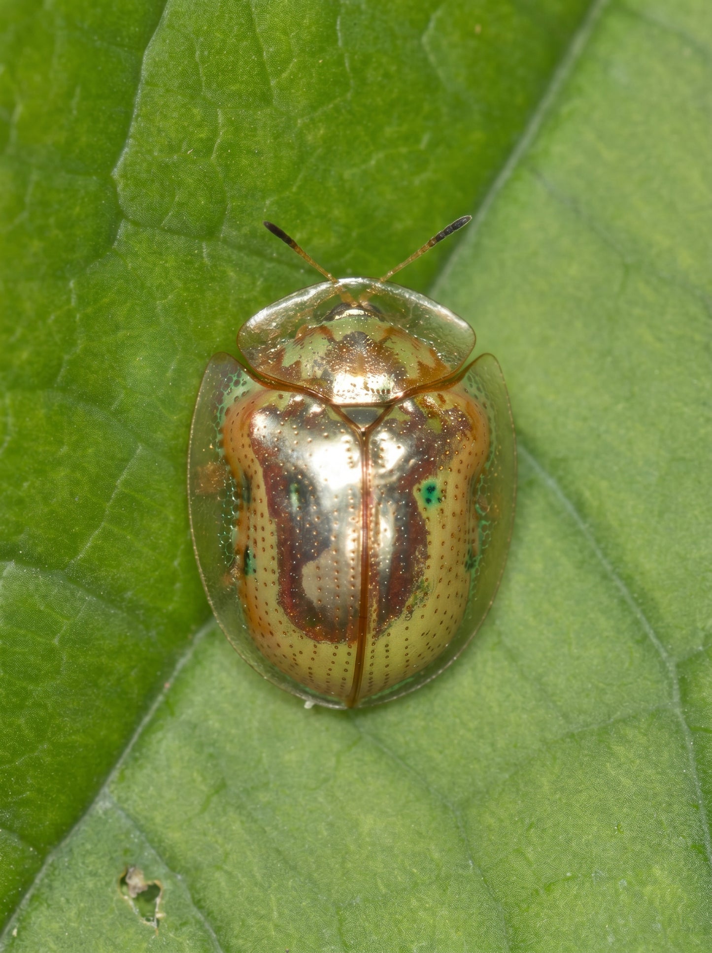 Tortoise Beetle Earrings — Plique‑à‑Jour Glow in Sterling Silver or 14k Gold‑Plated