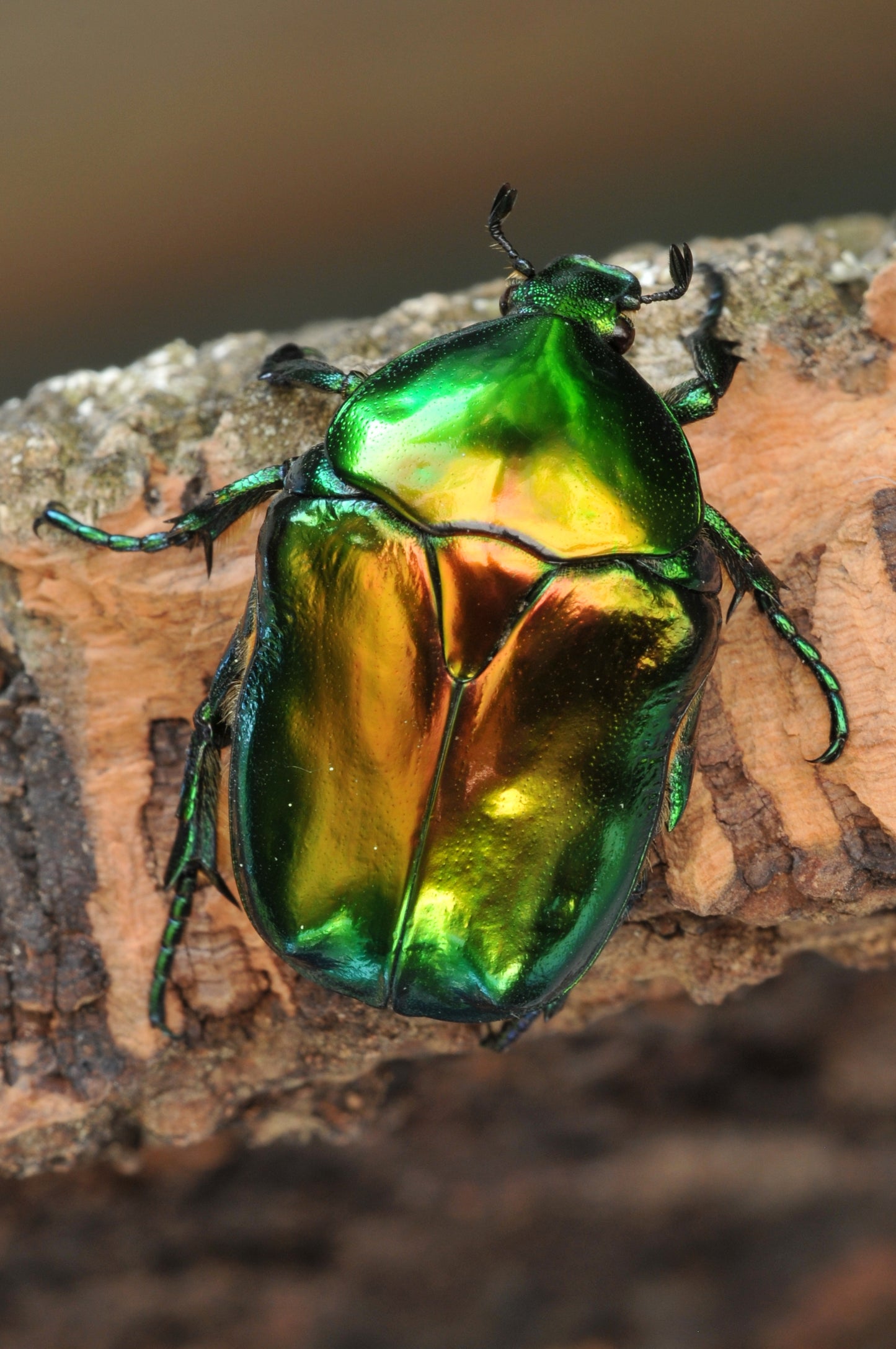 Green & Yellow Enamel Flower Beetle Pendant – Sculptural Insect Jewelry