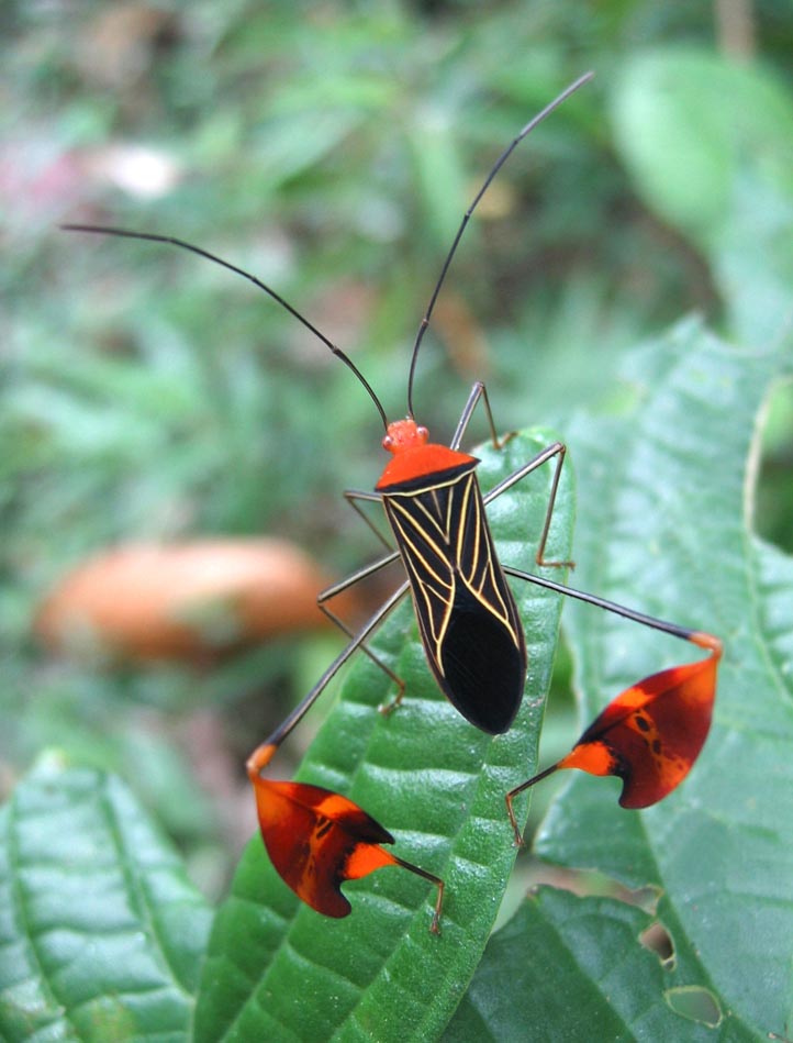 Leaf‑Footed Bug Brooch – Enamel Finish | Nature‑Inspired Sculptural Jewelry - Pendant