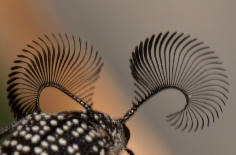Feather‑Horned Beetle Brooch, Rhipicera sp. • Black Enamel + Crystals - brooch