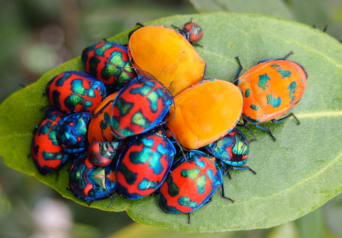 Harlequin Shield Bug Pendant – Matte Red & Shiny‑Blue Enamel