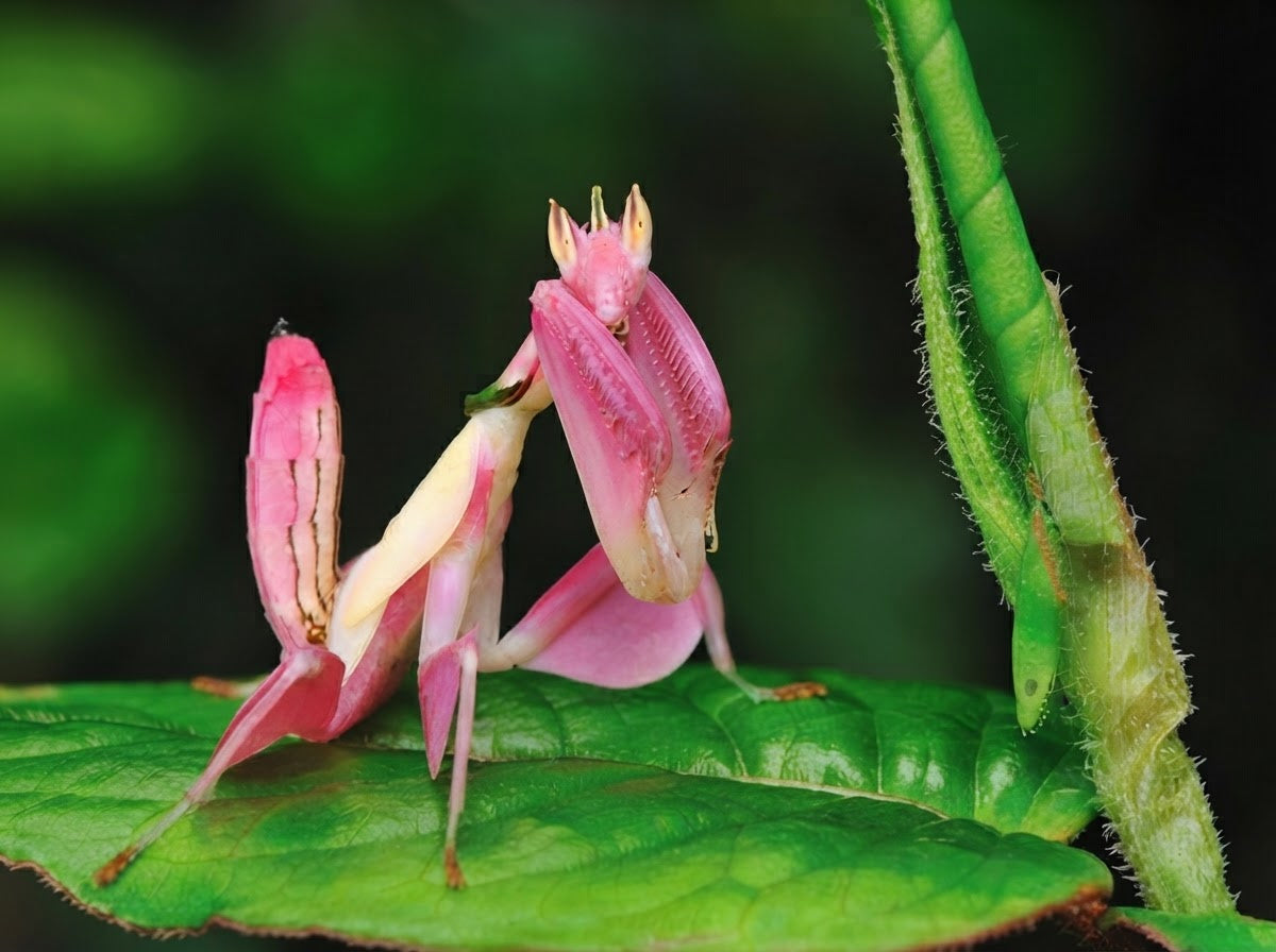 Pink Enamel Orchid Mantis Pendant – Mantis Jewelry Necklace