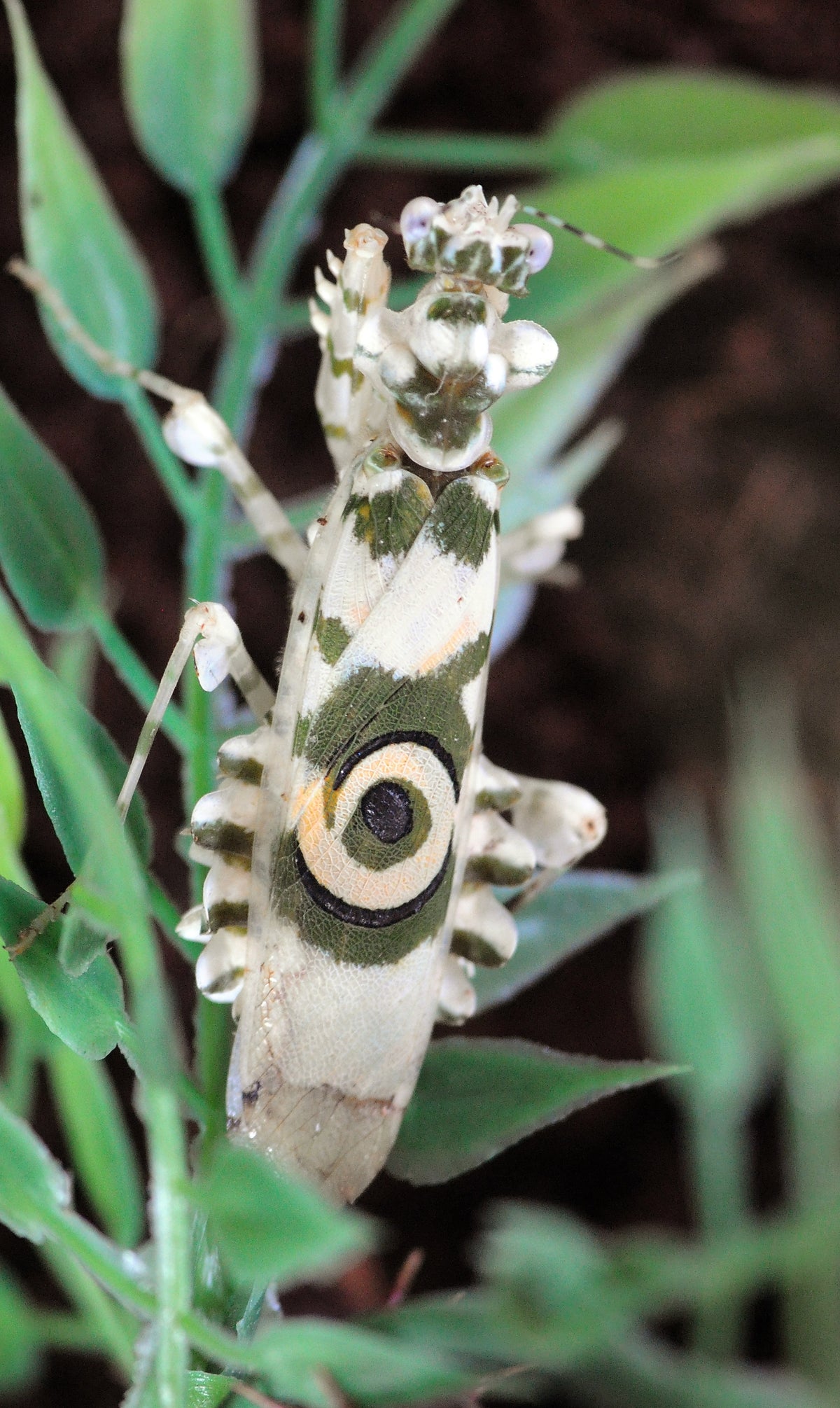 Spiny Flower Mantis Brooch – Nature Inspired Insect Jewelry