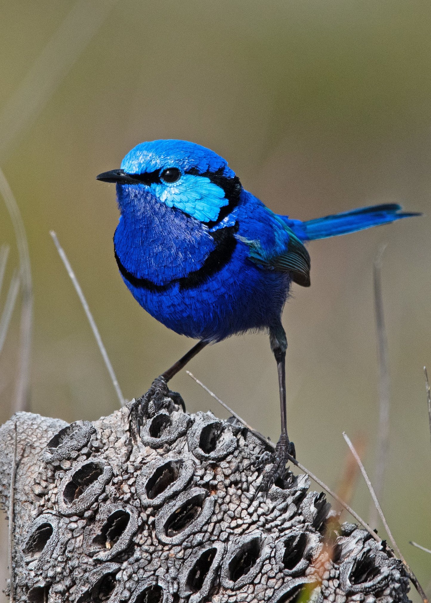 Splendid Fairy Wren Stud Earrings – Sterling Silver & Hand‑Enameled Blue Bird Jewelry