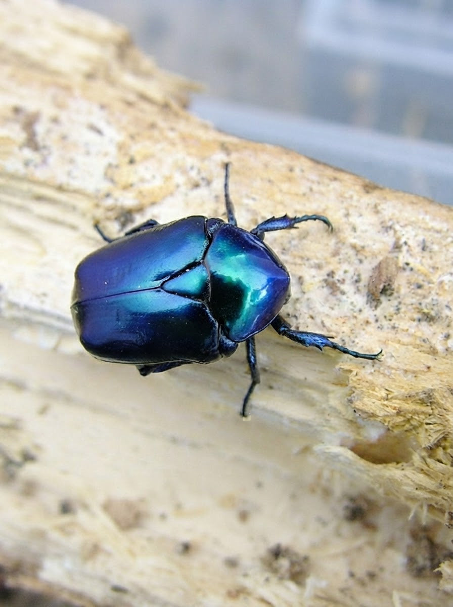 Blue Enamel Flower Beetle Pendant – Sculptural Insect Jewelry