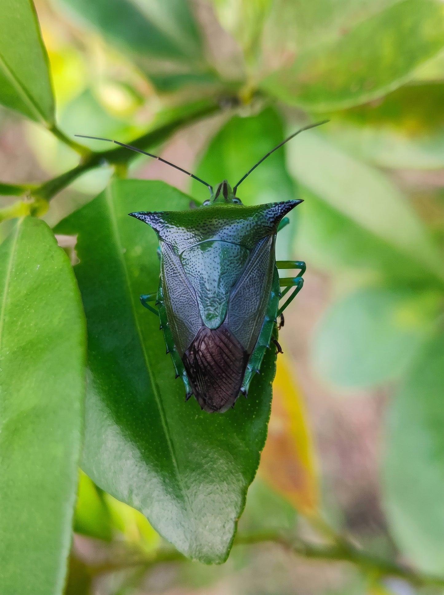 Stink Bug Stud Earrings with Deep Green Enamel • Silver or 14k Gold‑Plated