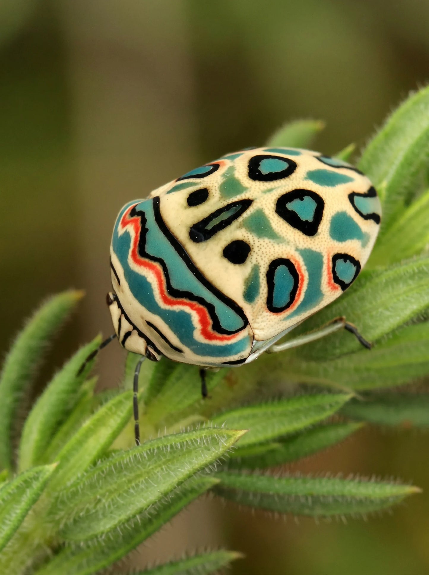 Picasso Bug Pendant — Sterling Silver + Enamel or Rhodium‑Plated + Enamel
