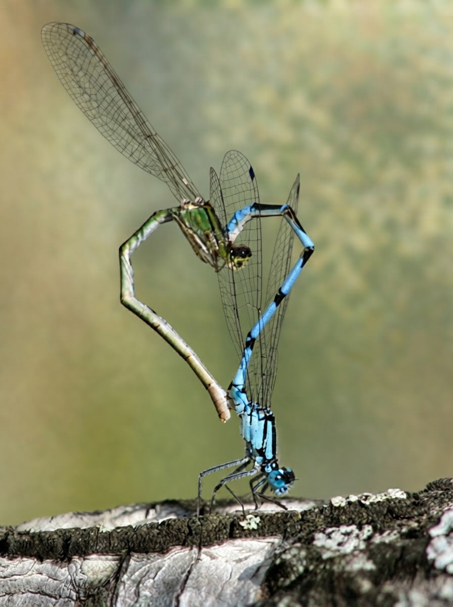 Dragonfly Love Stud Earrings — Sterling Silver | Art Nouveau Inspired Nature Jewelry