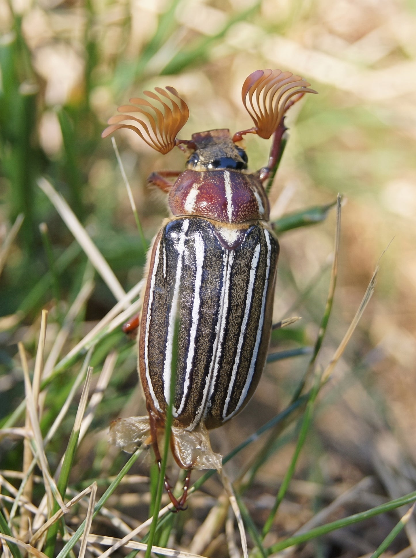 June Bug Pendant — Sterling Silver, 14k Gold‑Plated, Rhodium‑Plated, or Polished Bronze with Bronze & Off‑White Enamel