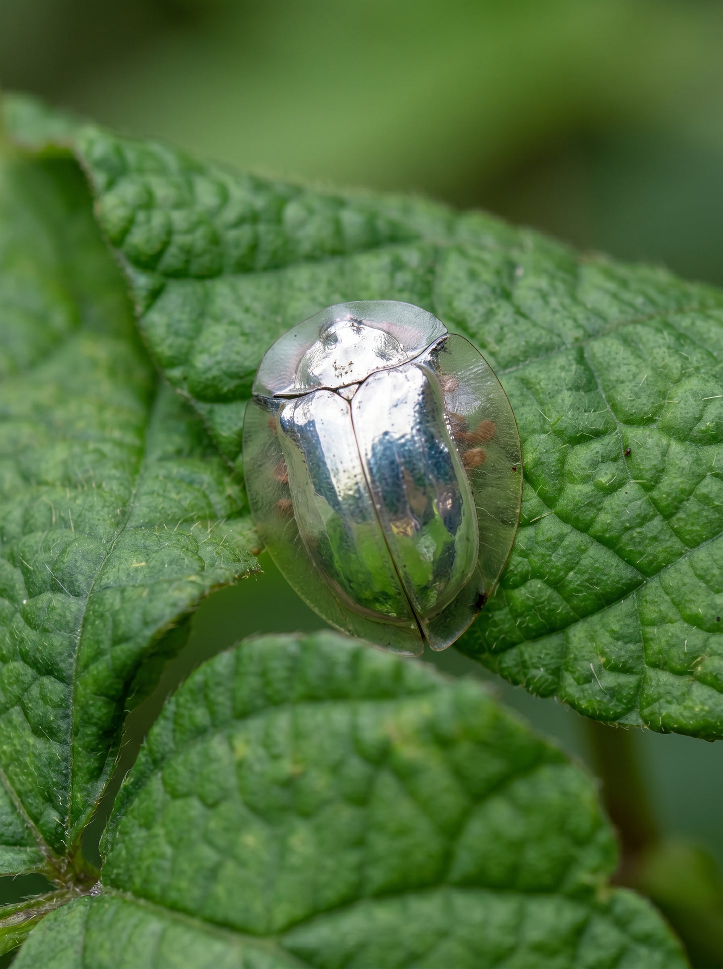 Tortoise Beetle Earrings, Plique‑à‑Jour Glow in Sterling Silver or 14k Gold‑Plated - Earrings
