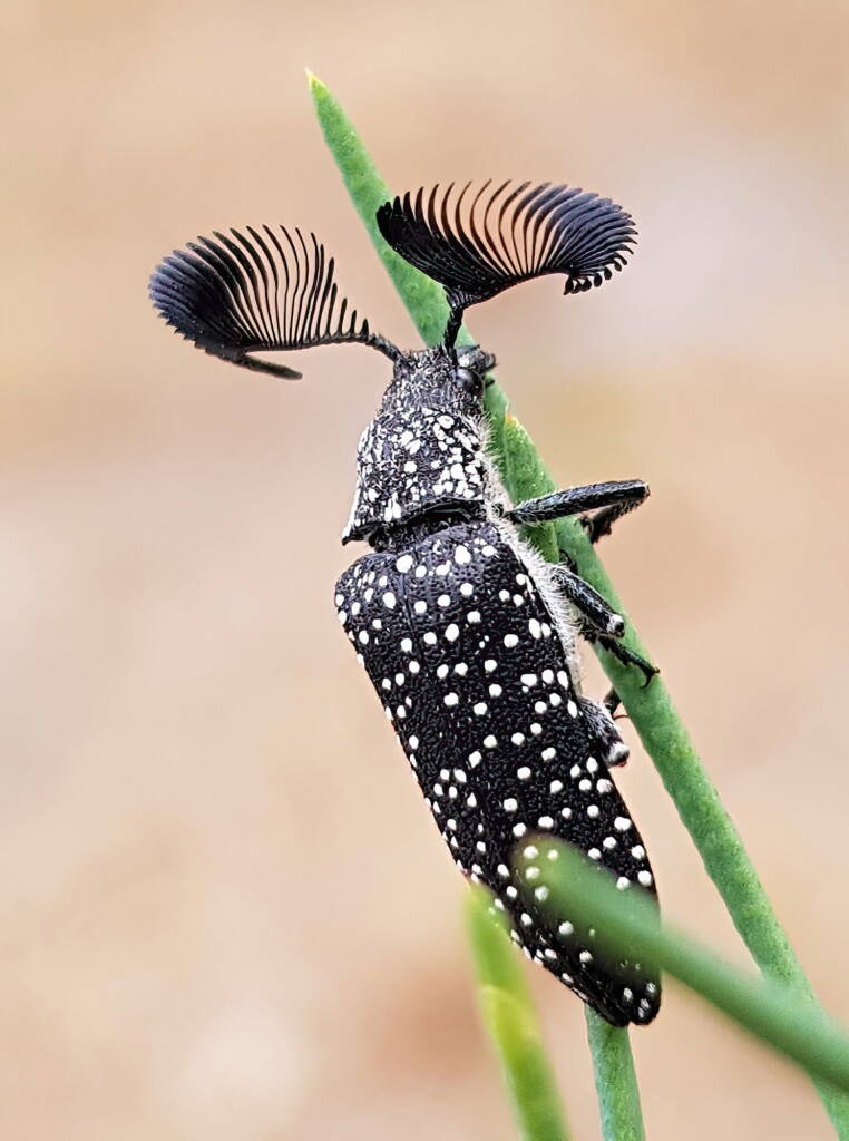 Feather‑Horned Beetle Brooch, Rhipicera sp. • Black Enamel + Crystals - brooch