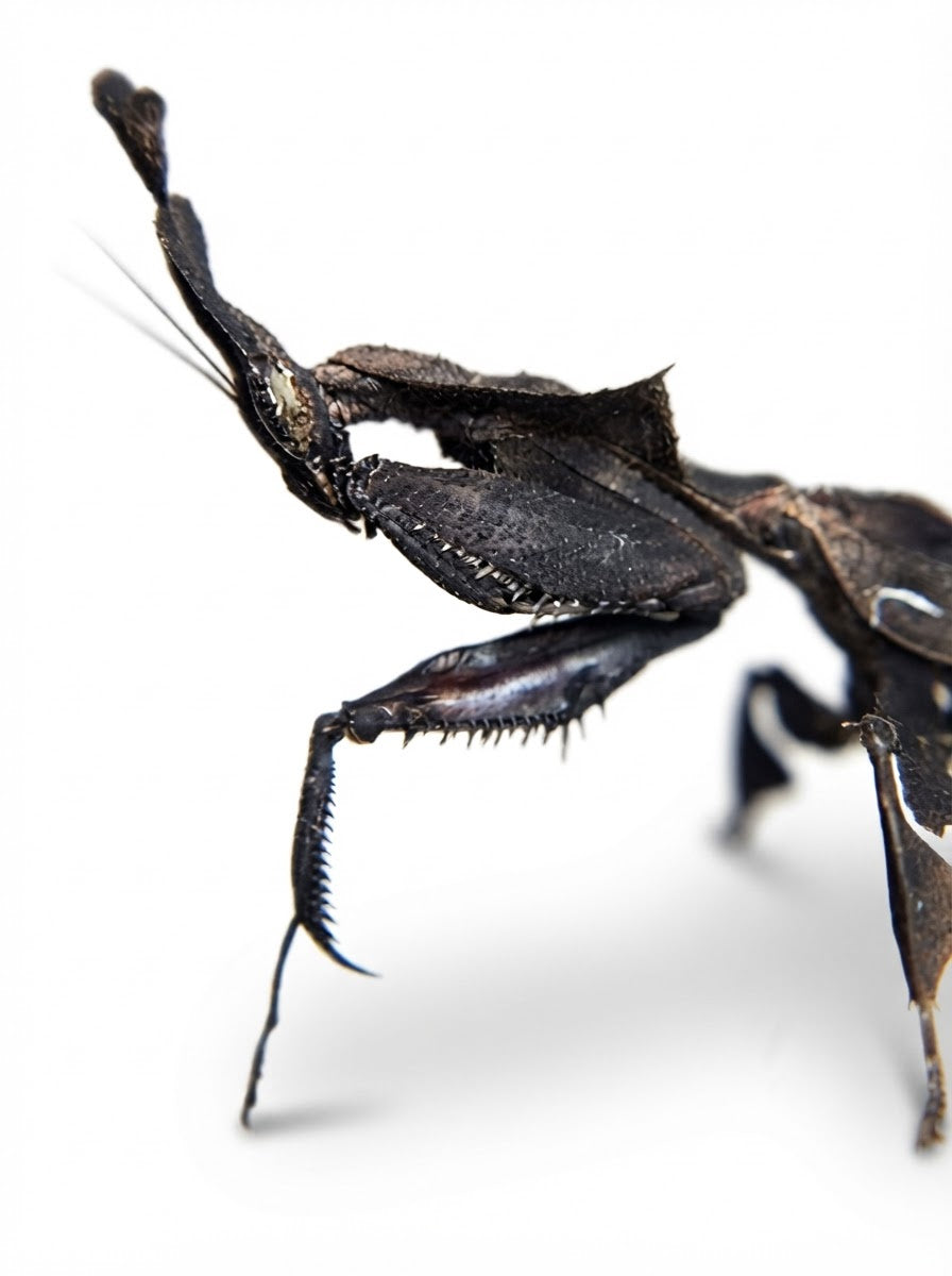 Black Crystal Ghost Mantis Pendant – Statement Entomology Jewelry