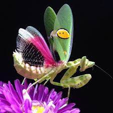 Real praying mantis perched on green leaf with folded forelegs and alert posture