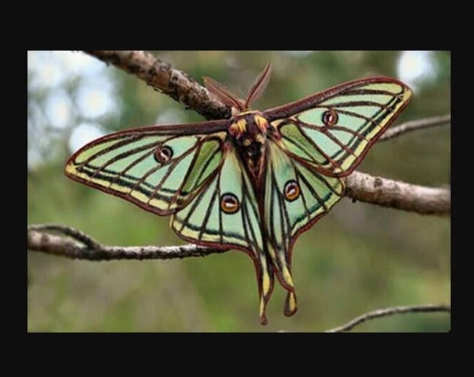 Spanish Luna Moth Pendant Necklace